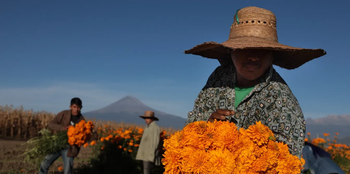 Mexico bloemenveld