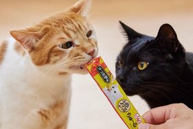 【猫用おやつNO.1】まぐろじゃニャいの？ 「ちゅ〜る」食いつきランキング5選