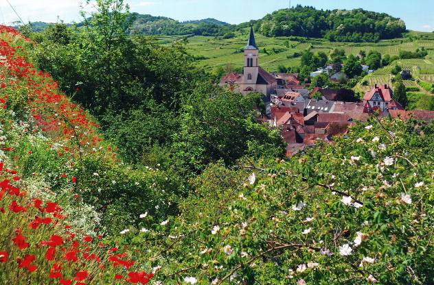 Bild Wildes Deutschland: Der Kaiserstuhl - SWR/SR