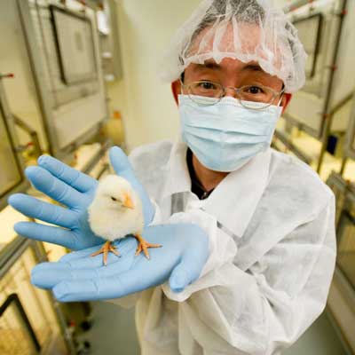 Researcher holding baby chick in hands. 