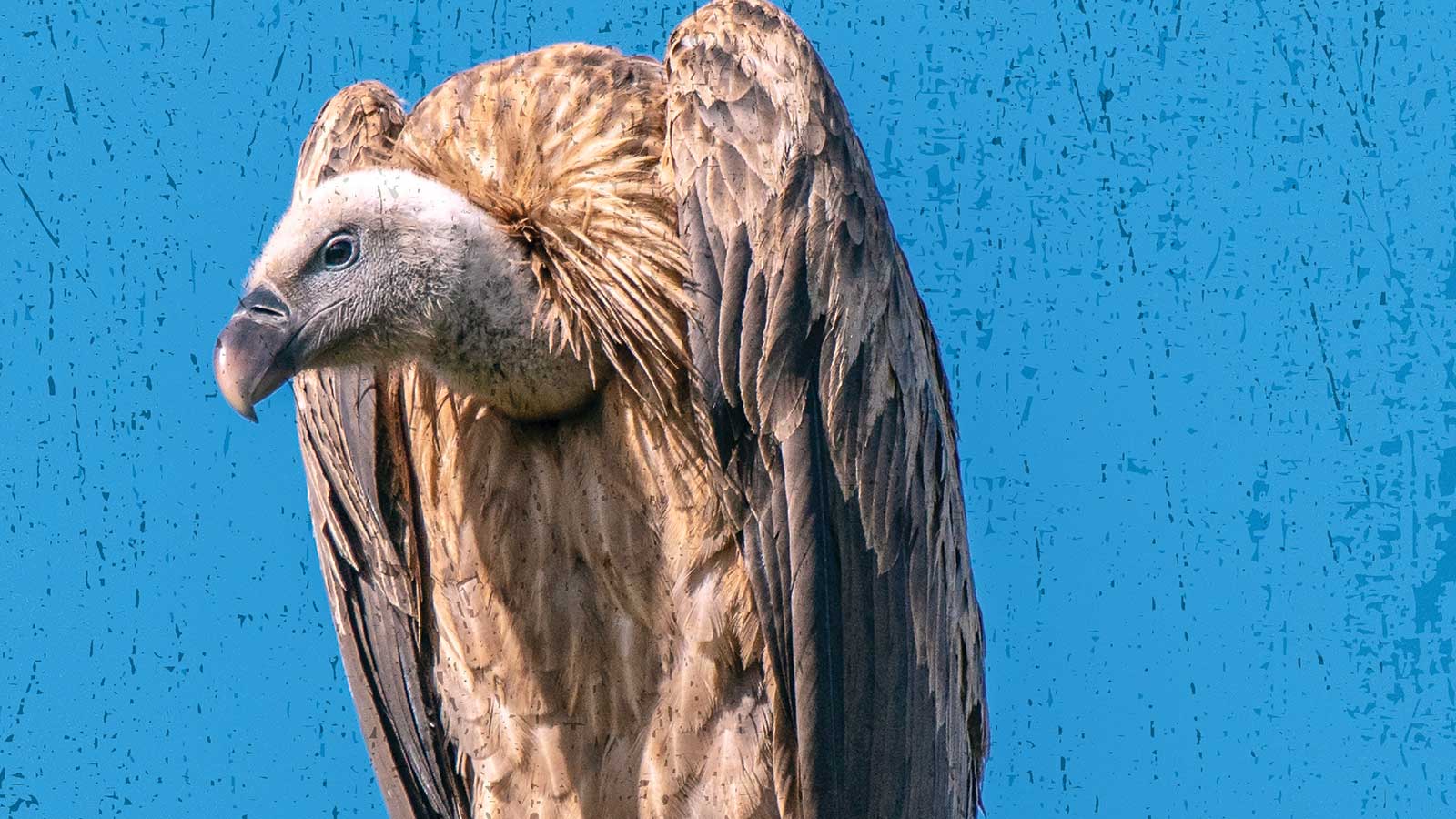 Vulture