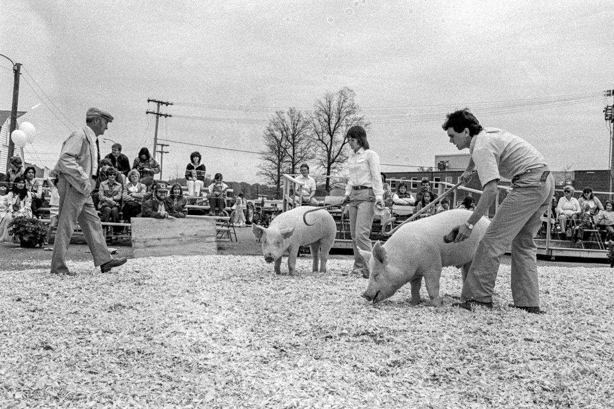 Livestock show at Ag Day