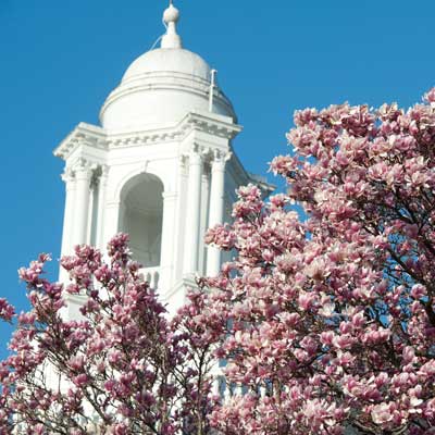 Pink, blooming tree with marble building in background