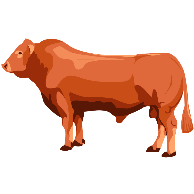 cow