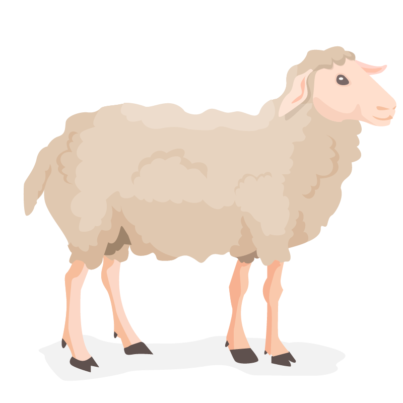 sheep