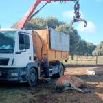 El seguro ganadero de retirada y destrucción de animales muertos se dispara desde un mínimo del 30% hasta un 200% según los casos