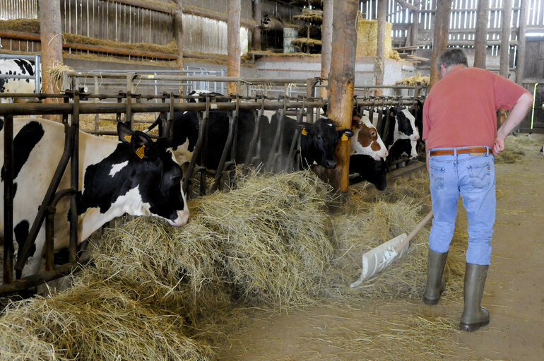 Livestock, cattle farming