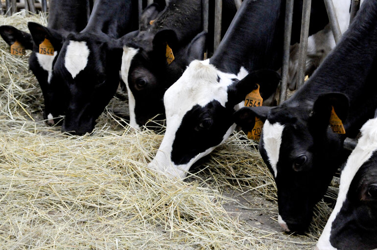 Livestock, cattle farming