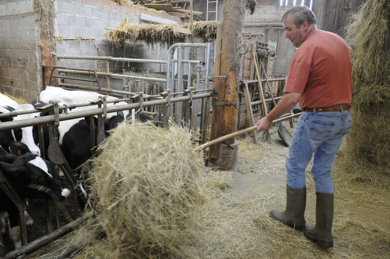 Livestock, cattle farming