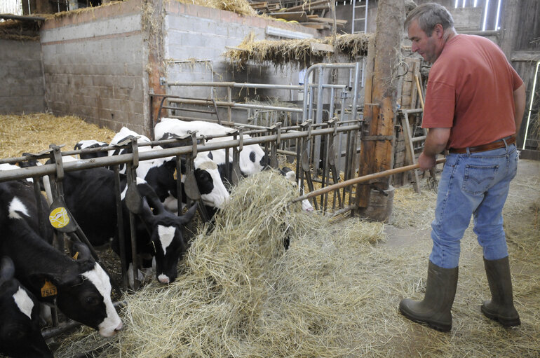 Livestock, cattle farming