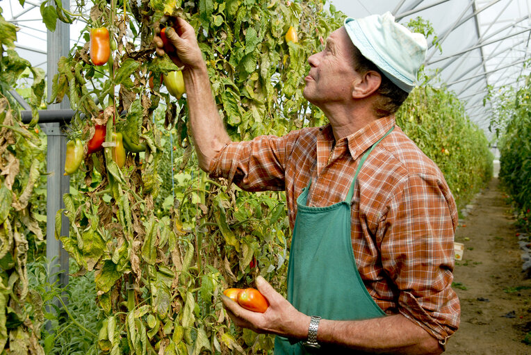 Fruit growing