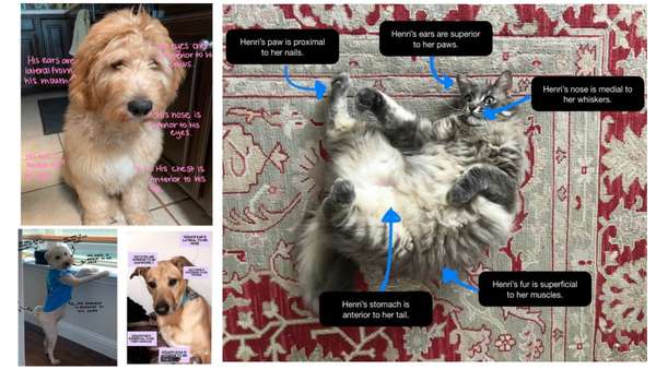 A grid of annotated pets