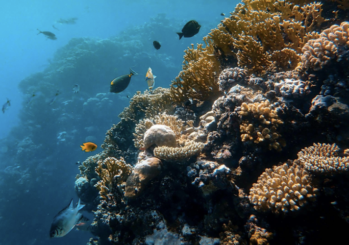 An image of an underwater coral reef with various corals and fish scattered around. 