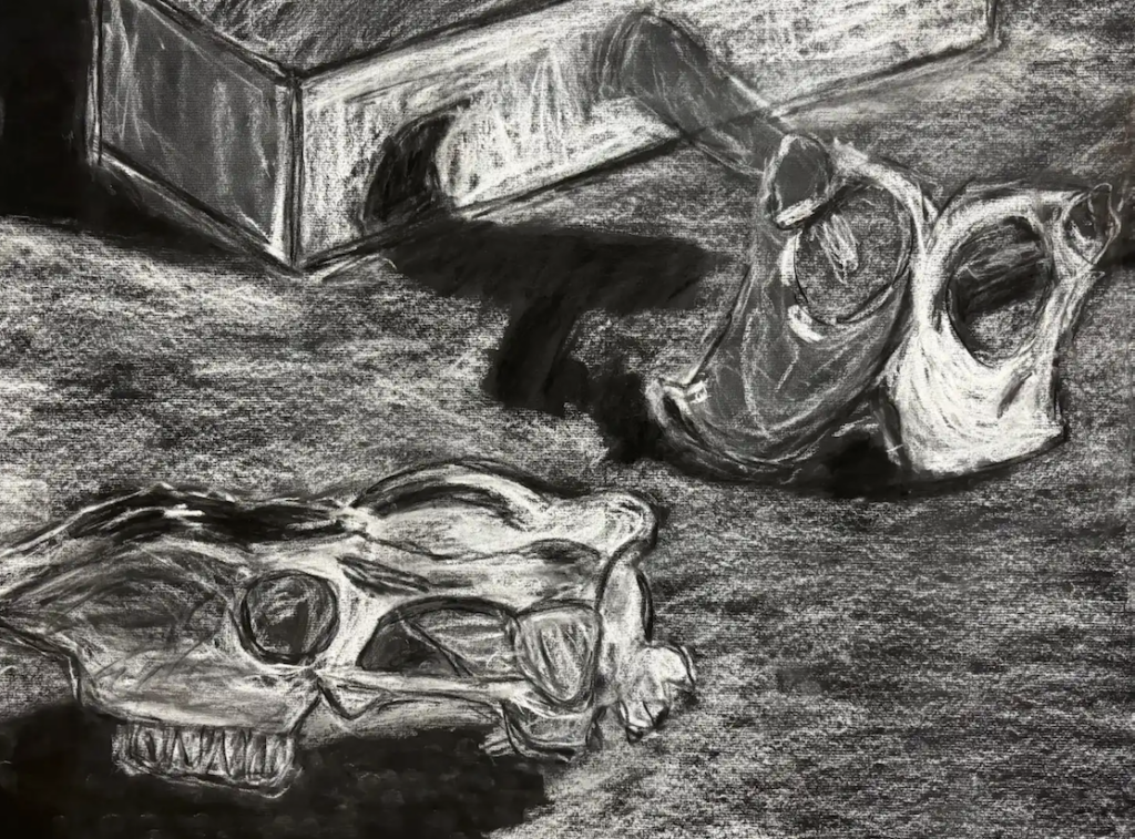 A charcoal drawing of two animal skulls