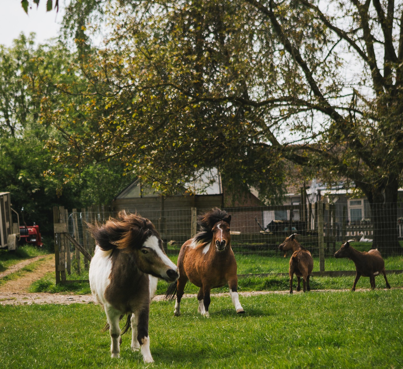 Knuffeldieren in Bergambacht - Foto: Roos Eijmers