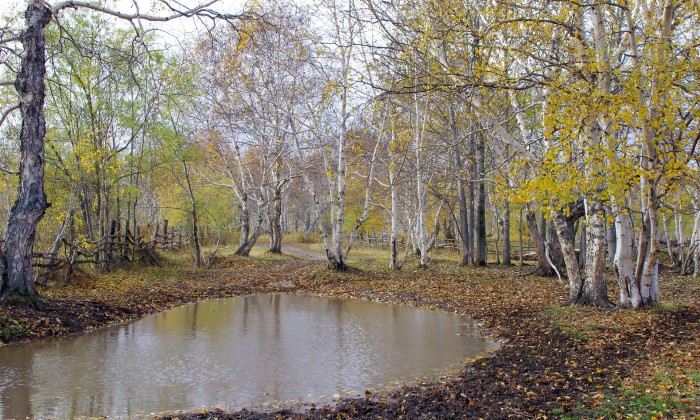 Water in het bos | Foto: Pixabay