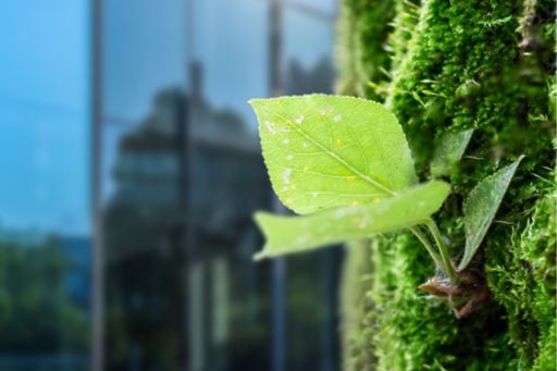 Green leaf of sapling -aginst glass building