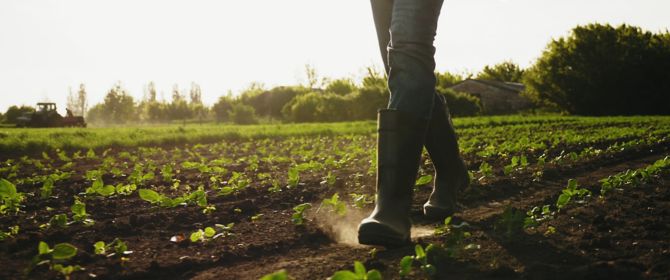 Man walking in a field