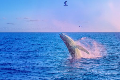 Whale in ocean