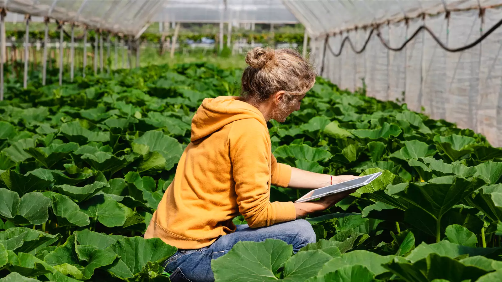 Vrouw in de kas met haar tablet