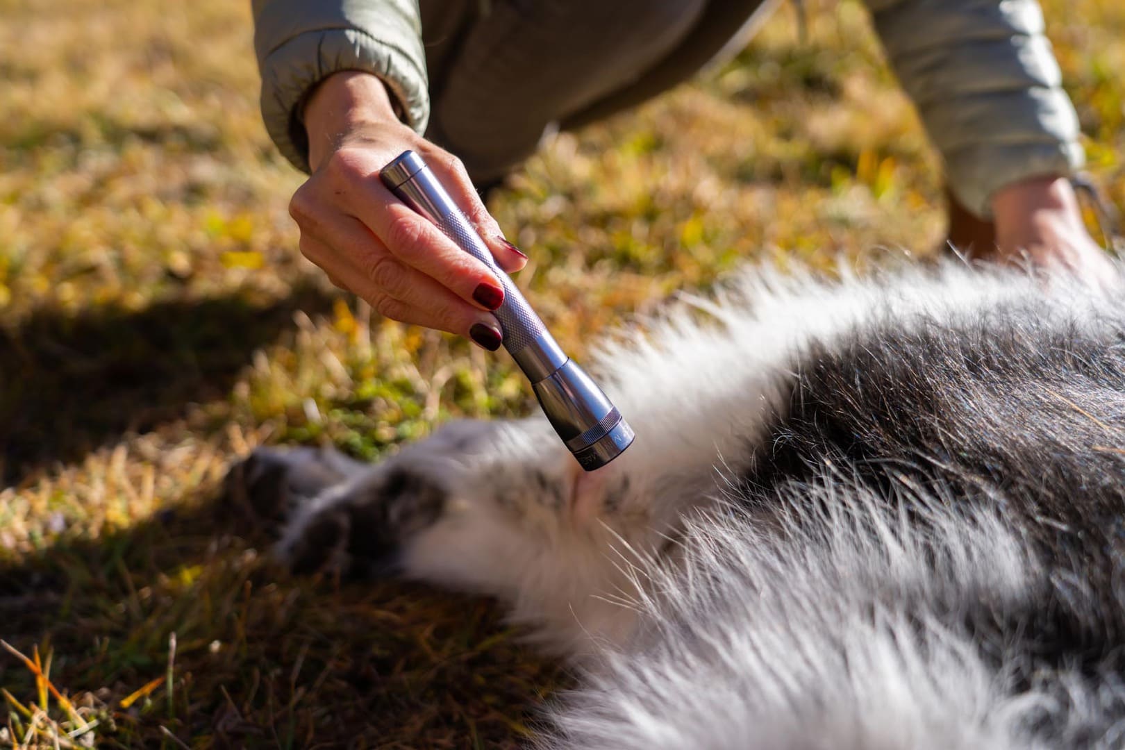 Tiergenetik Schweiz von Bewusst Wachsen