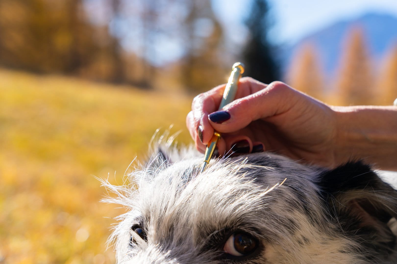 Tiergenetik Schweiz von Bewusst Wachsen