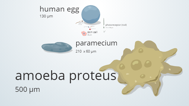 A still shot of the Cell Size and Scale interactive.