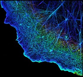 A dense network of blue, green, yellow, and red weblike structures along a border of a cell.