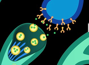 Neurotransmitter molecules from one nerve cell crossing a synapse toward another nerve cell.