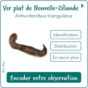 ver plat de Nouvelle-Zélande