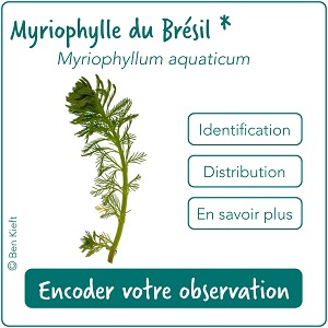 Cartouches plantes aquatiques