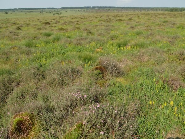 Végétation de la Fagne wallonne