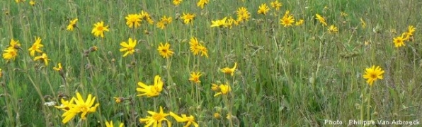 Arnica