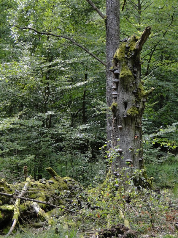 Arbre mort en hêtraie acidophile