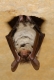 Myotis_bechsteinii_JLG_03.jpg