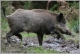 Sus scrofa 06