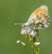 Euphydryas aurinia