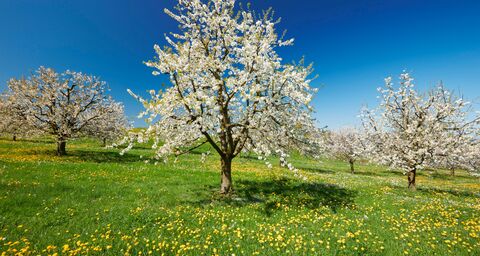 Arbres fruitiers haute-tige