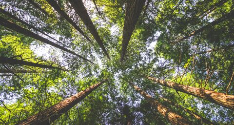 Diversité des espèces dans le Parc naturel du Jorat