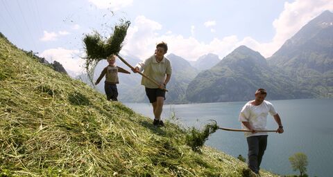 Foin sauvage sur le toit de l’Europe