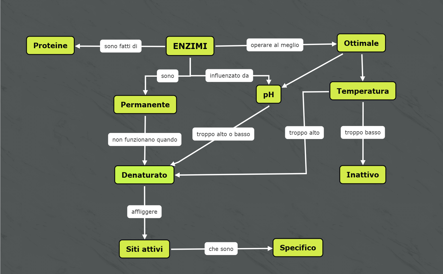 Esempio di mappa concettuale degli enzimi