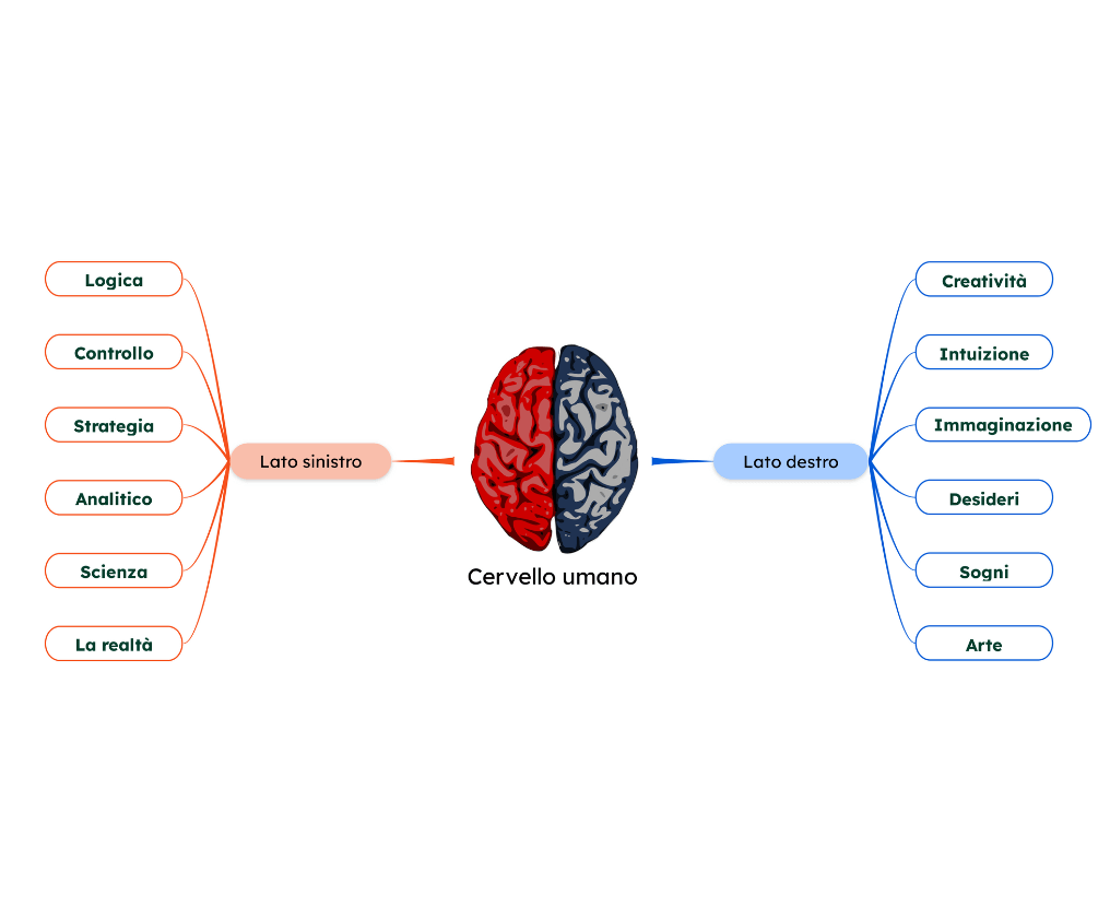 Com fare una mappa concettuale - cervello umano