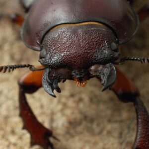 A female giant stag beetle