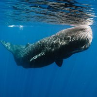 Submerged sperm whale off east Sri Lanka coast, mammal