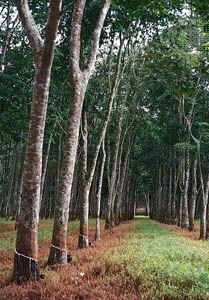 rubber trees