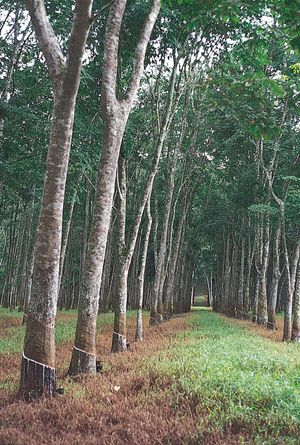 rubber trees