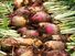 Beet. Beta vulgaris. Sugar beet. Two rows of harvested beets.