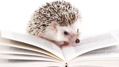 African hedgehog on an open book against a white background.