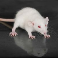 Small, white rat (genus Rattus) on a glass table. (rodent, laboratory, experiment)