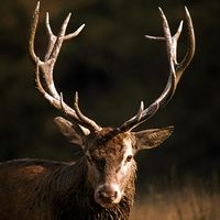 Ruminant. Deer. Red deer. Cervus elaphus. Buck. Stag. Antlers.